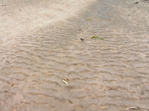 Sand ripples on bed of Darling River