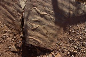 Figure 5: Underside of the loose block of fine-grained sandstone from the lower part of the Carmel Formation showing sinuous worm trails in the troughs of wave ripples. Image Credit: Dr Jon Clarke
